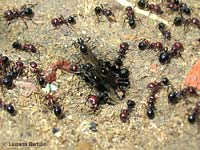 Formiche Messor minor che escono dal formicaio