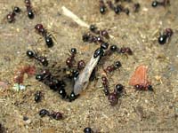 Formiche Messor minor che escono dalll'entrata del formicaio