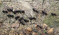 colonna di formiche nere brillanti