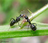 L'incontro di due formiche