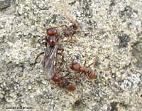 Polyergus rufescens - la formica amazzone