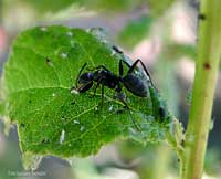 Formicone Camponotus vagus