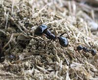 Una grossa formica soldato