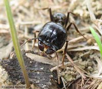 La grossa testa della formica soldato