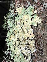 Lichene folioso Parmelia tiliacea
