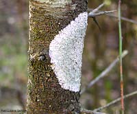 Lichene crostoso su tronco
