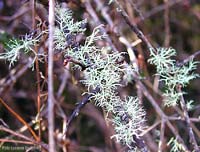 Cladonia sp. - Lichene fruticoso