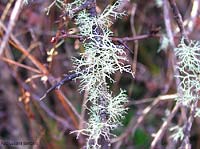 Lichene fruticoso - Cladonia sp.