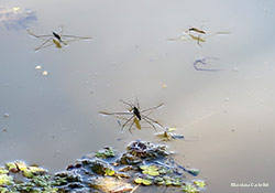 Gerris lacustris in accoppiamento