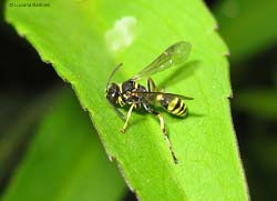 Piccolo Crabronidae Gorytes sp.