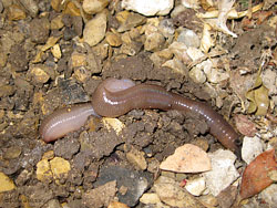 Lumbricus terrestris