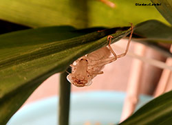 esuvia di libellula fuori dall'acqua