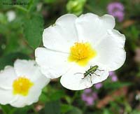 fiore di cisto bianco