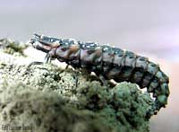 larva di lucciola su di un tronco
