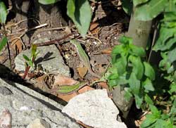 Lucertola campestre