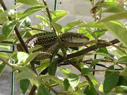 Lucertola Podarcis siculus su pianta di cotonastro