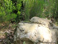 Lucertola che staziona su di un masso