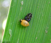 Coccinella che esce dall'esoscheletro