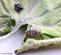 Coccinella appena nata 