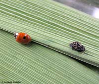 Coccinella uscita dalla pupa