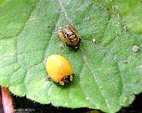 Coccinella appena uscita dalla pupa