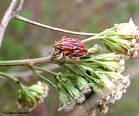 Odontotarsus purpureolineatus