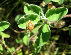 Odontotarsus purpureolineatus