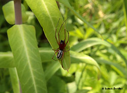 Linyphia hortensis maschio