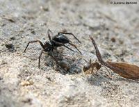 Euryopis in posizione di attacco con formica