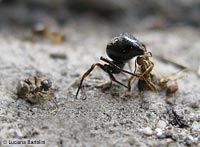 Euryopis sp. che trasporta una formica
