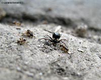 Euryopis che ha immobilizzato alcune formiche