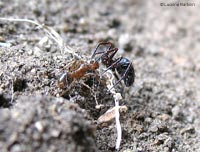 piccolo Euryopis che ha catturato una formica