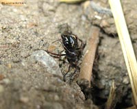 Euryopis sp. in attesa di qualche formica