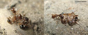 resti di formiche catturate