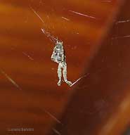 Uloborus sp. un ragno dal corpo bitorzoluto