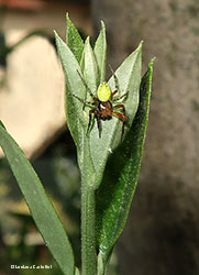 Araniella cucurbitina maschio