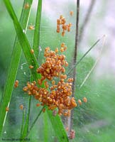 Araneus diadematus in miniatura