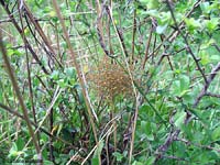 piccoli Araneus diadematus in gruppo