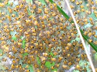 piccoli di Araneus diadematus fotografati da vicino