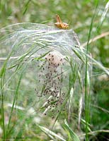 Nidi e piccoli di Pisaura con cavalletta