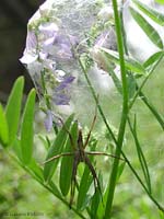 femmina pisaura vicino al nido