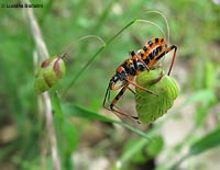 Rhynocoris iracundus