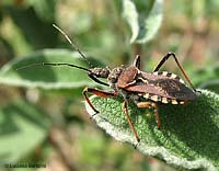 Rhynocoris erythropus