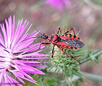 Rhinocoris iracundus