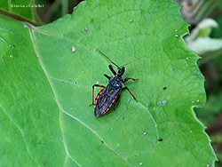 Rhynocoris annulatus