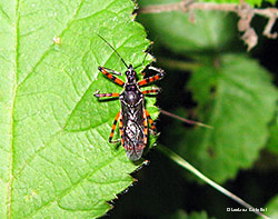 Sphedanolestes cingulatus