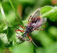 Sphedanolestes cingulatus