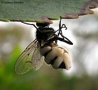 mosca morta a causa Entomophthora muscae