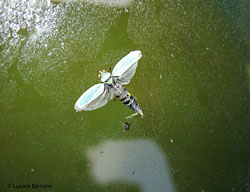 Cicadella viridis sul pelo dell'acqua