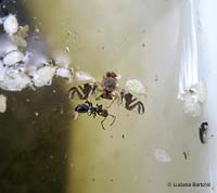 dittero Tephritide e formica in acqua